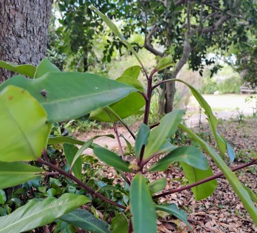 Rapanea melanophloeos leaves not clustered